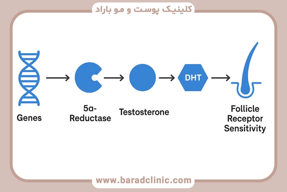 DHT چیست مقاله علمی توسط کلینیک باراد