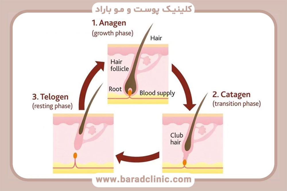 چرخه رویش مو