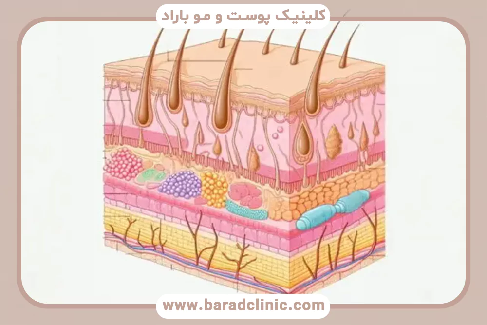 ساختار پوست