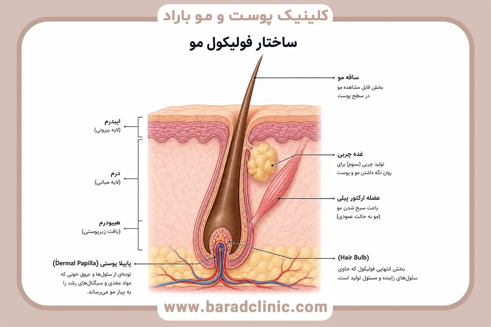 ساختار فولیکول مو 