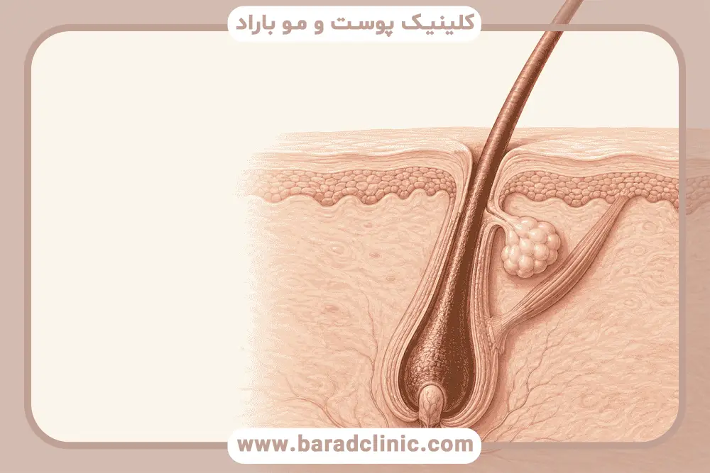 بررسی عملکرد فولیکول مو