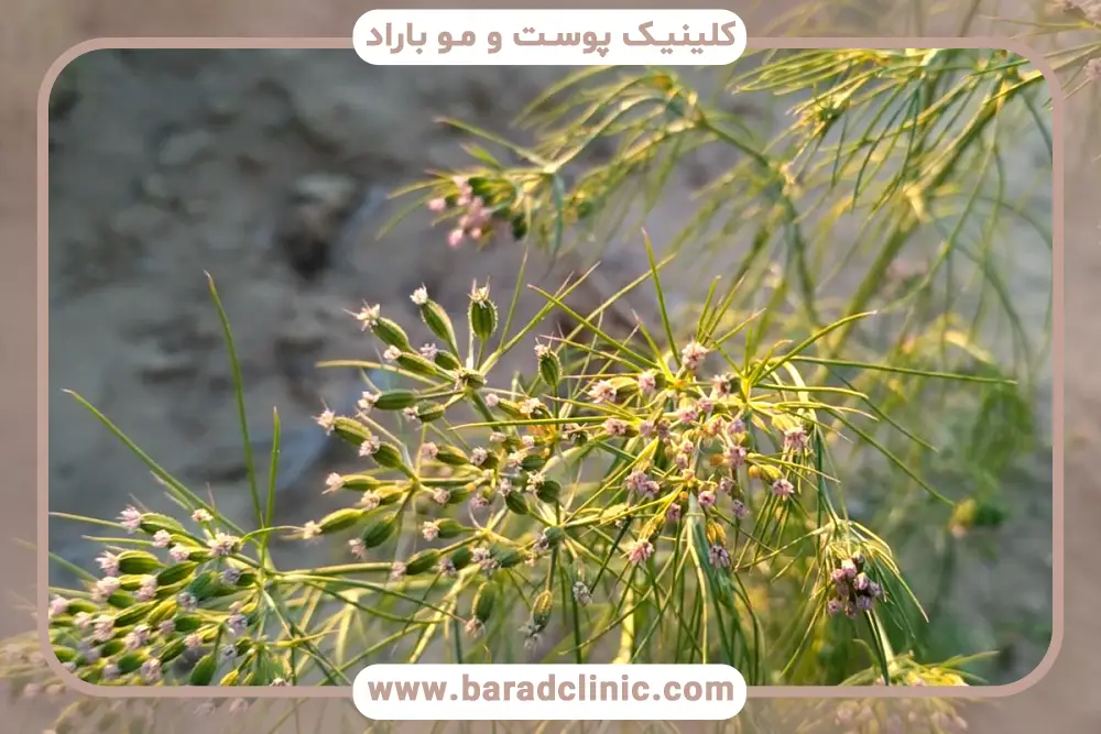 بهترین روش مصرف زیره برای لاغری
