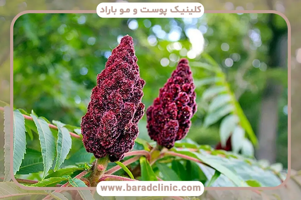 طرز تهیه دمنوش سماق و دارچین برای لاغری 